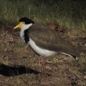 Vanellus miles at Banks, ACT - 6 Aug 2018 12:00 AM