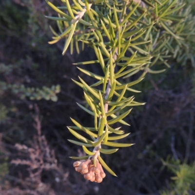 Grevillea juniperina (Grevillea) at Bullen Range - 5 Aug 2018 by michaelb
