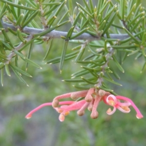 Grevillea juniperina at Bullen Range - 5 Aug 2018 07:00 PM