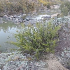 Grevillea juniperina at Bullen Range - 5 Aug 2018 07:00 PM