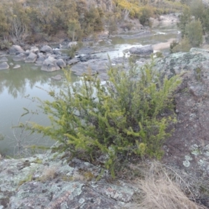 Grevillea juniperina at Bullen Range - 5 Aug 2018