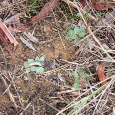 Pterostylis sp. at Mount Majura - 9 Aug 2018 by petersan