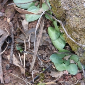 Pterostylis sp. at Hackett, ACT - 9 Aug 2018