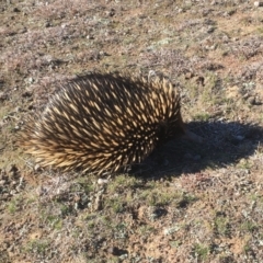 Tachyglossus aculeatus (Short-beaked Echidna) at Mulligans Flat - 9 Aug 2018 by Mothy