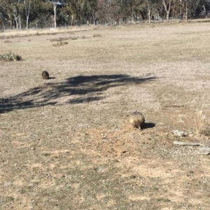 Tachyglossus aculeatus at Forde, ACT - 9 Aug 2018 02:15 PM