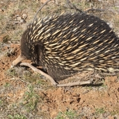 Tachyglossus aculeatus (Short-beaked Echidna) at Mulligans Flat - 9 Aug 2018 by Mothy