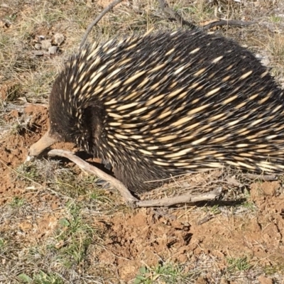 Tachyglossus aculeatus (Short-beaked Echidna) at Mulligans Flat - 9 Aug 2018 by Mothy