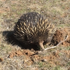 Tachyglossus aculeatus at Gungahlin, ACT - 9 Aug 2018 01:41 PM