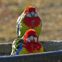 Platycercus eximius (Eastern Rosella) at Macarthur, ACT - 9 Aug 2018 by RodDeb