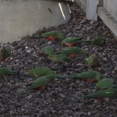 Alisterus scapularis (Australian King-Parrot) at Queanbeyan, NSW - 9 Aug 2018 by AlisonMilton