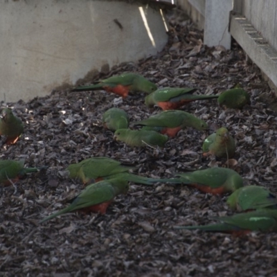 Alisterus scapularis (Australian King-Parrot) at Queanbeyan, NSW - 9 Aug 2018 by Alison Milton