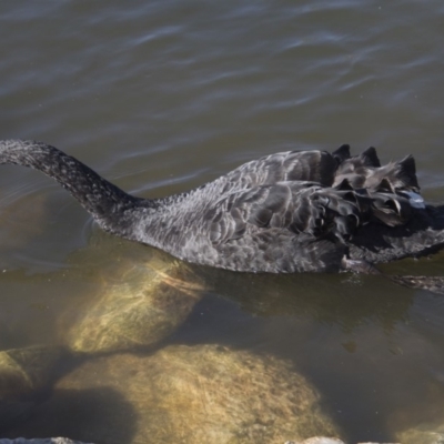 Cygnus atratus (Black Swan) at Queanbeyan River - 9 Aug 2018 by AlisonMilton