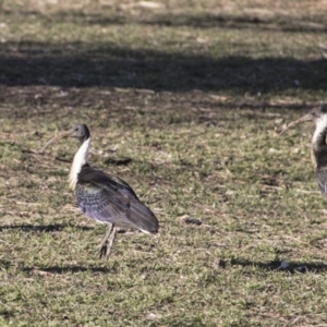 Threskiornis spinicollis at Queanbeyan East, NSW - 9 Aug 2018