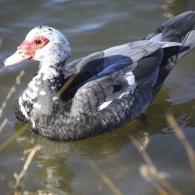 Cairina moschata (Muscovy Duck (Domestic Type)) at Queanbeyan, NSW - 9 Aug 2018 by AlisonMilton