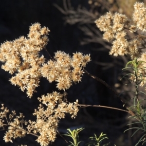 Cassinia quinquefaria at Bullen Range - 5 Aug 2018 05:35 PM