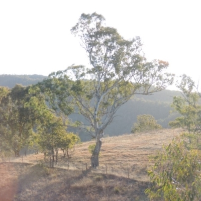 Eucalyptus melliodora (Yellow Box) at Bullen Range - 5 Aug 2018 by michaelb