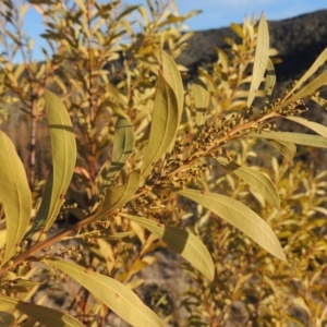 Acacia rubida at Bullen Range - 5 Aug 2018 05:59 PM