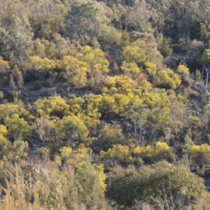 Acacia rubida at Bullen Range - 5 Aug 2018 05:59 PM