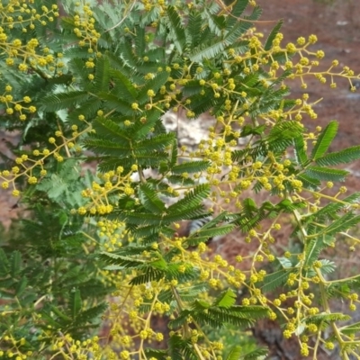 Acacia baileyana x Acacia decurrens (Cootamundra Wattle x Green Wattle (Hybrid)) at Jerrabomberra, ACT - 10 Aug 2018 by Mike