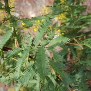 Acacia baileyana x Acacia decurrens at Isaacs Ridge - 10 Aug 2018