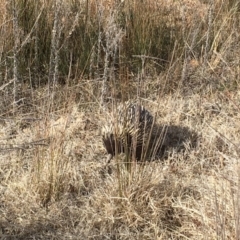 Tachyglossus aculeatus at Gungahlin, ACT - 10 Aug 2018 02:09 PM