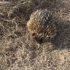 Tachyglossus aculeatus at Gungahlin, ACT - 10 Aug 2018 02:09 PM