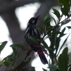 Phylidonyris novaehollandiae at Acton, ACT - 10 Aug 2018