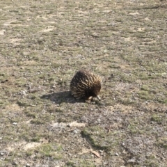 Tachyglossus aculeatus (Short-beaked Echidna) at Gungahlin, ACT - 10 Aug 2018 by Mothy