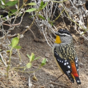 Pardalotus punctatus at Aranda, ACT - 10 Aug 2018