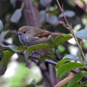 Acanthiza pusilla at Acton, ACT - 10 Aug 2018