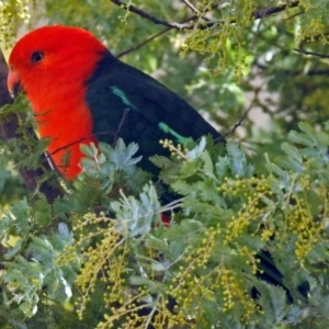 Alisterus scapularis at Macarthur, ACT - 10 Aug 2018