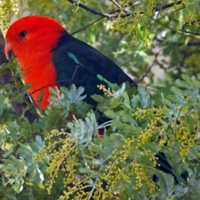 Alisterus scapularis (Australian King-Parrot) at Macarthur, ACT - 10 Aug 2018 by RodDeb