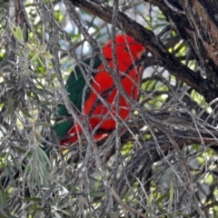 Alisterus scapularis at Macarthur, ACT - 10 Aug 2018