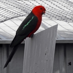 Alisterus scapularis at Macarthur, ACT - 10 Aug 2018