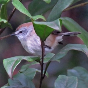 Gerygone mouki at Acton, ACT - 10 Aug 2018 01:14 PM