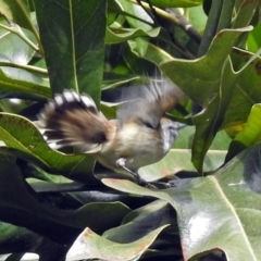 Gerygone mouki at Acton, ACT - 10 Aug 2018 01:14 PM