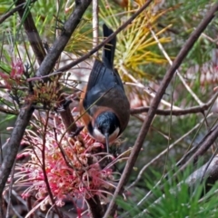 Acanthorhynchus tenuirostris (Eastern Spinebill) at Acton, ACT - 10 Aug 2018 by RodDeb