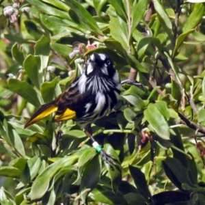 Phylidonyris novaehollandiae at Acton, ACT - 10 Aug 2018