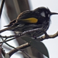 Phylidonyris novaehollandiae at Acton, ACT - 10 Aug 2018 12:26 PM