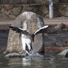 Pelecanus conspicillatus (Australian Pelican) at Belconnen, ACT - 10 Aug 2018 by Alison Milton