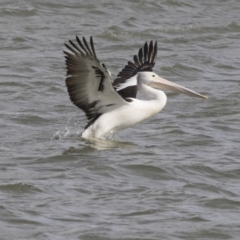 Pelecanus conspicillatus at Belconnen, ACT - 10 Aug 2018 01:33 PM