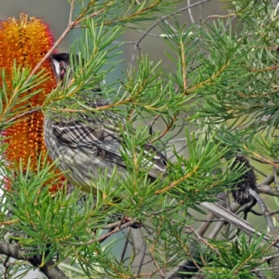 Anthochaera carunculata (Red Wattlebird) at Acton, ACT - 10 Aug 2018 by RodDeb