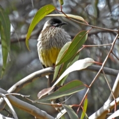 Anthochaera carunculata at Acton, ACT - 10 Aug 2018 12:56 PM