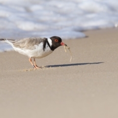 Charadrius rubricollis (Hooded Plover) at Eden, NSW - 10 Aug 2018 by Leo