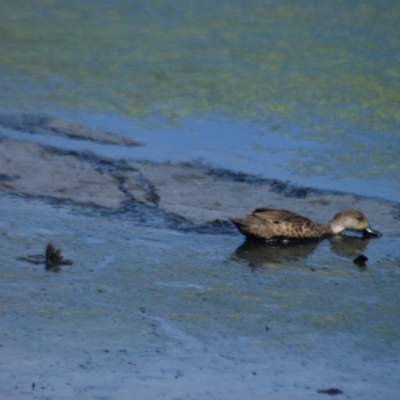 Anas gracilis (Grey Teal) at Fyshwick, ACT - 25 Apr 2018 by natureguy