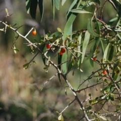 Lycium ferocissimum (African Boxthorn) at Fyshwick, ACT - 24 Apr 2018 by natureguy