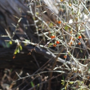 Lycium ferocissimum at Fyshwick, ACT - 24 Apr 2018 03:21 PM