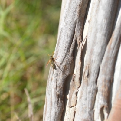 Polistes (Polistes) chinensis (Asian paper wasp) at Fyshwick, ACT - 25 Apr 2018 by natureguy