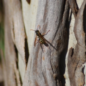 Polistes (Polistes) chinensis at Fyshwick, ACT - 25 Apr 2018 06:54 AM