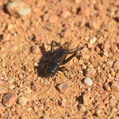 Teleogryllus commodus (Black Field Cricket) at Jerrabomberra Wetlands - 24 Apr 2018 by natureguy